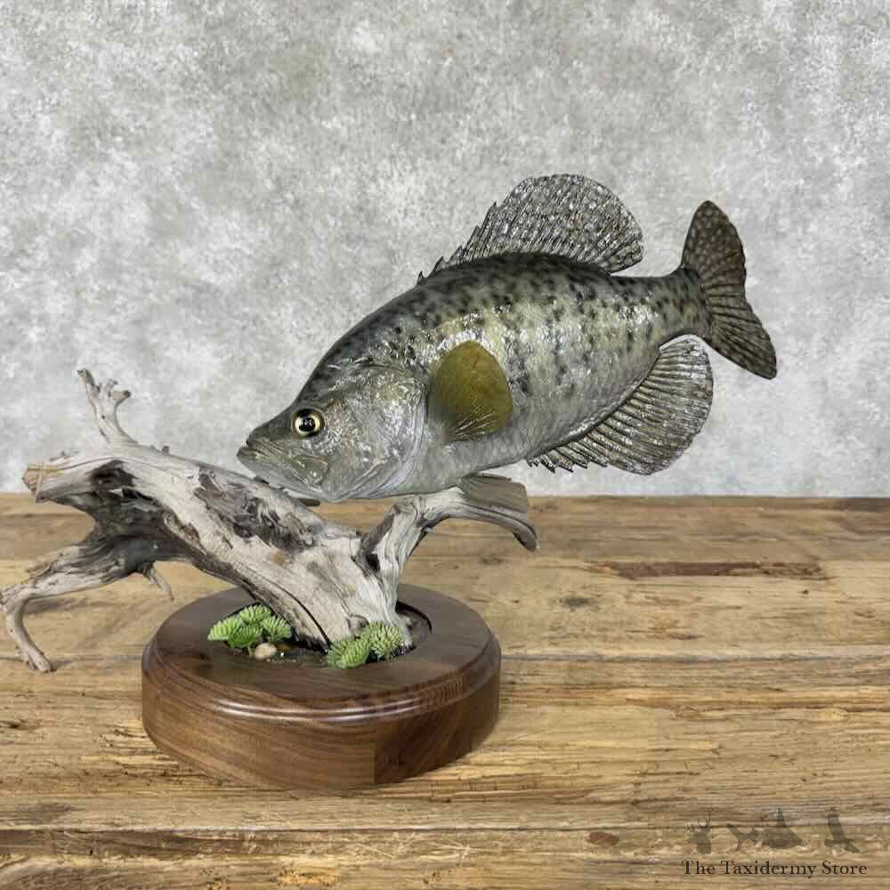 White Crappie Fish Mount For Sale #31832 @ The Taxidermy Store
