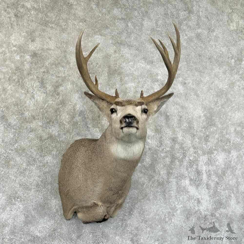 Mule Deer Shoulder Mount For Sale #31464 @ The Taxidermy Store