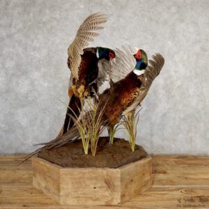Ringneck Pheasant Bird Mount For Sale #19045 - The Taxidermy Store