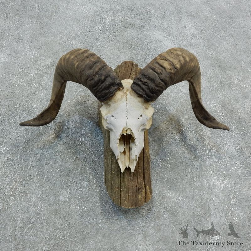 Corsican Ram Skull European Mount For Sale #18332 @ The Taxidermy Store