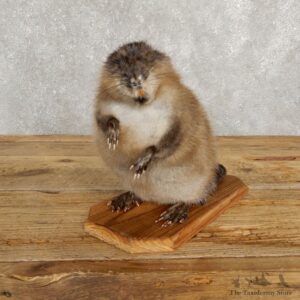 Muskrat Life Size Taxidermy Mount #20254 For Sale @ The Taxidermy Store