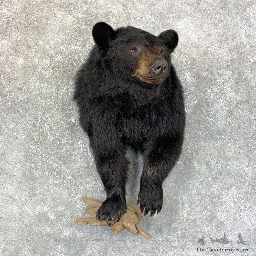 Black Bear Half-Life-Size Taxidermy Mount #26795 For Sale @ The Taxidermy Store