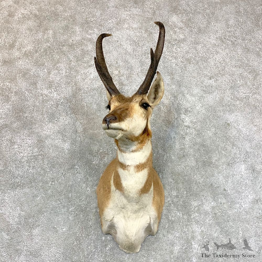 Pronghorn Taxidermy Shoulder Mount #23610 For Sale @ The Taxidermy Store