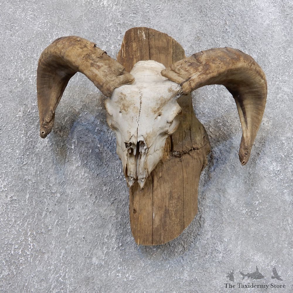 Corsican Ram Skull European Mount For Sale #18726 @ The Taxidermy Store