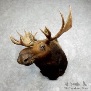 Western Canada Moose Shoulder Mount For Sale #17975 @ The Taxidermy Store