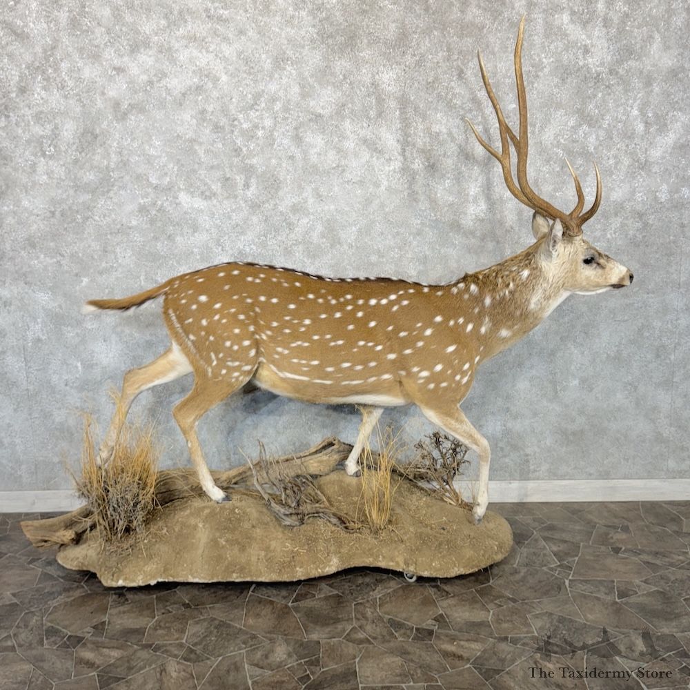 Axis Deer Life-Size Mount For Sale #30287 @ The Taxidermy Store