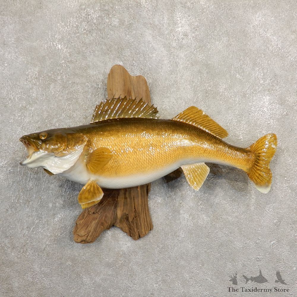 Walleye Taxidermy Mount For Sale #20860 @ The Taxidermy Store
