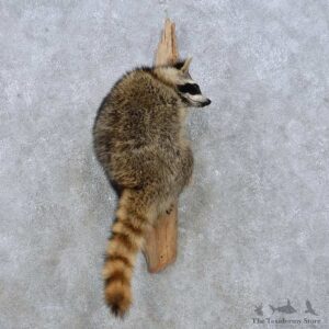 Hanging Raccoon Mount For Sale #15001 @ The Taxidermy Store