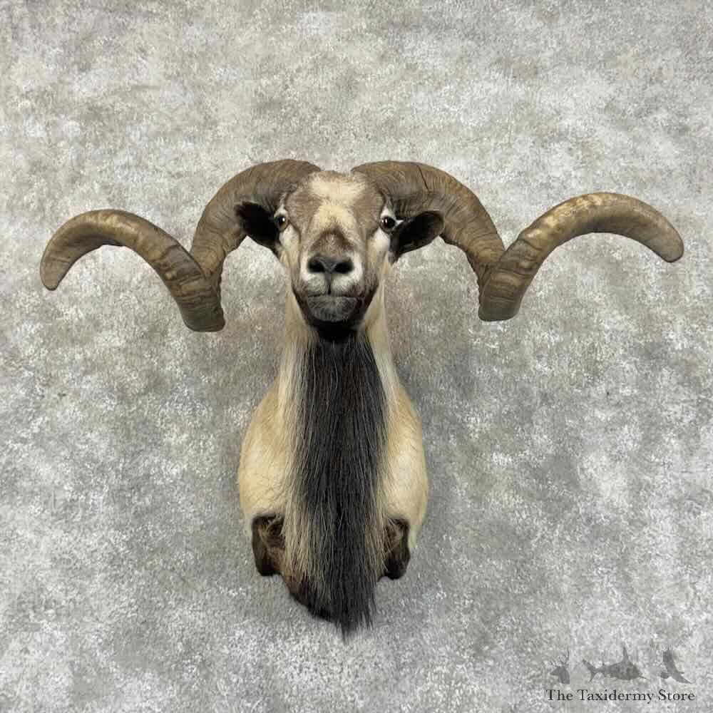 Corsican Ram Shoulder Mount For Sale #31002 @ The Taxidermy Store