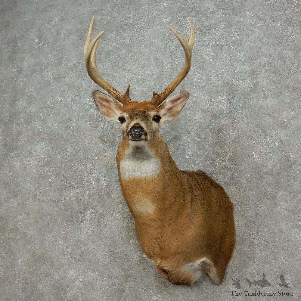 Whitetail Deer Shoulder Mount For Sale #15801 @ The Taxidermy Store