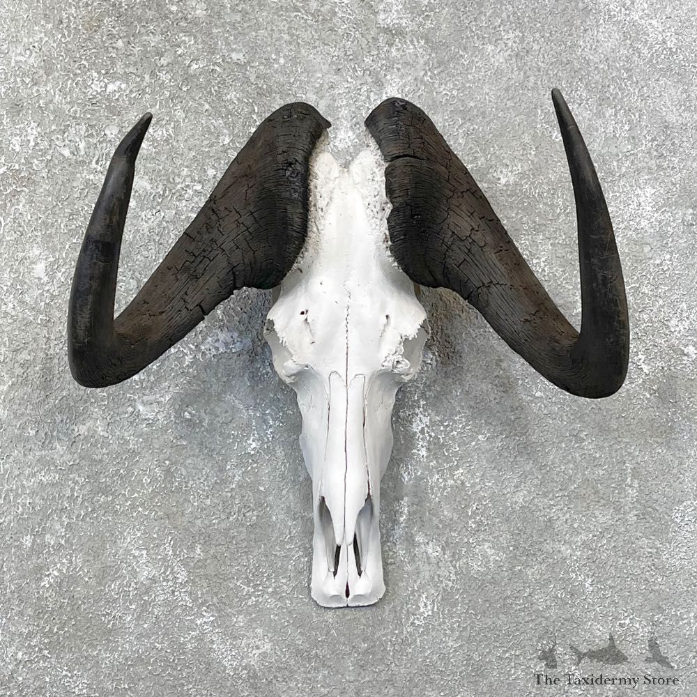 Black Wildebeest Skull European Mount For Sale #24817 @ The Taxidermy Store