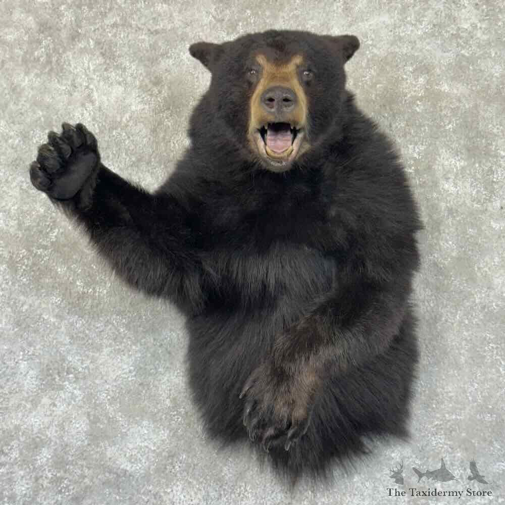 Black Bear Half-Life-Size Mount For Sale #30855 @ The Taxidermy Store