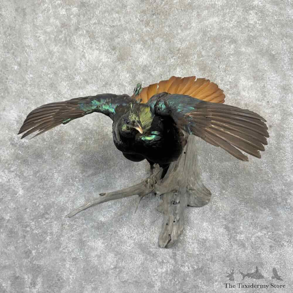 Himalayan Impeyan Monal Pheasant Mount For Sale #31600 @ The Taxidermy Store