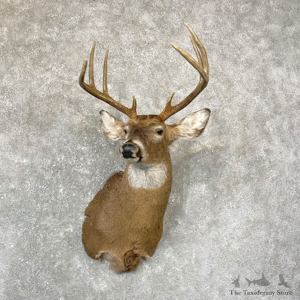 Whitetail Deer Shoulder Mount For Sale #24739 @ The Taxidermy Store