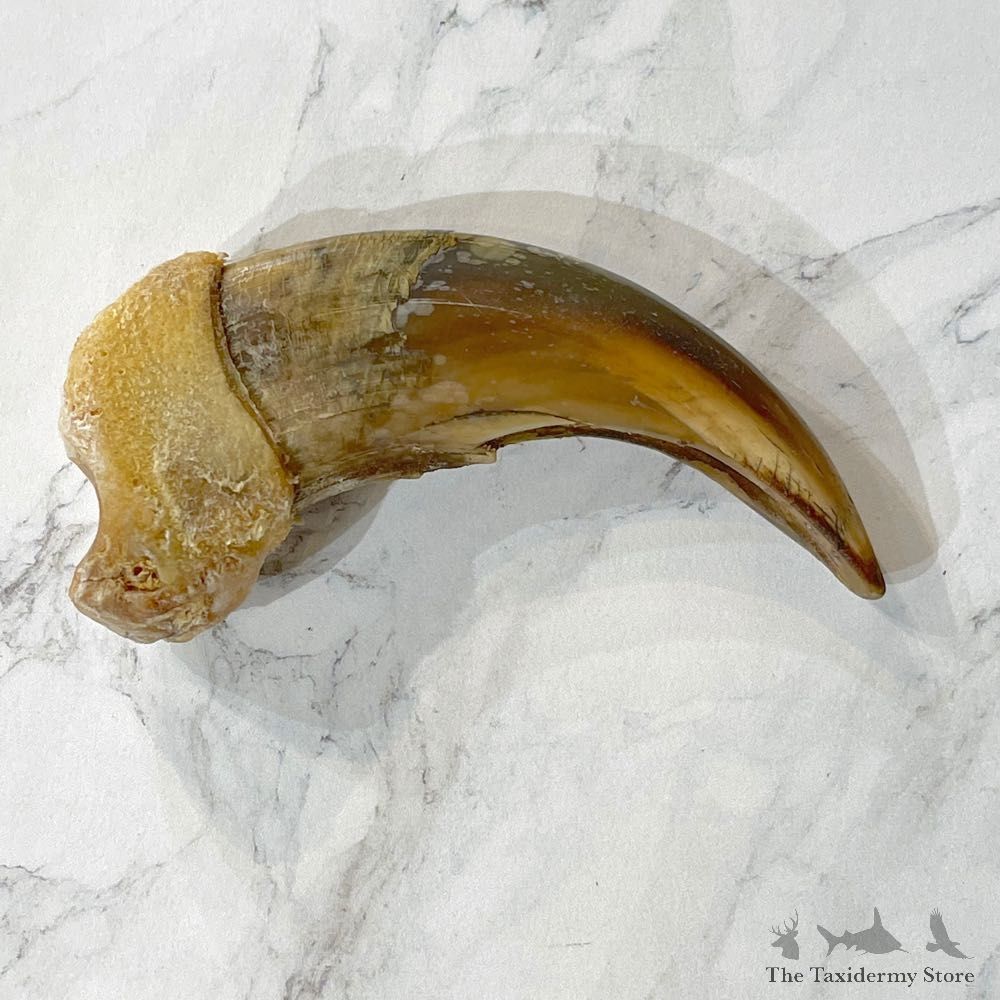 Grizzly Bear Claw For Sale #24876 - The Taxidermy Store