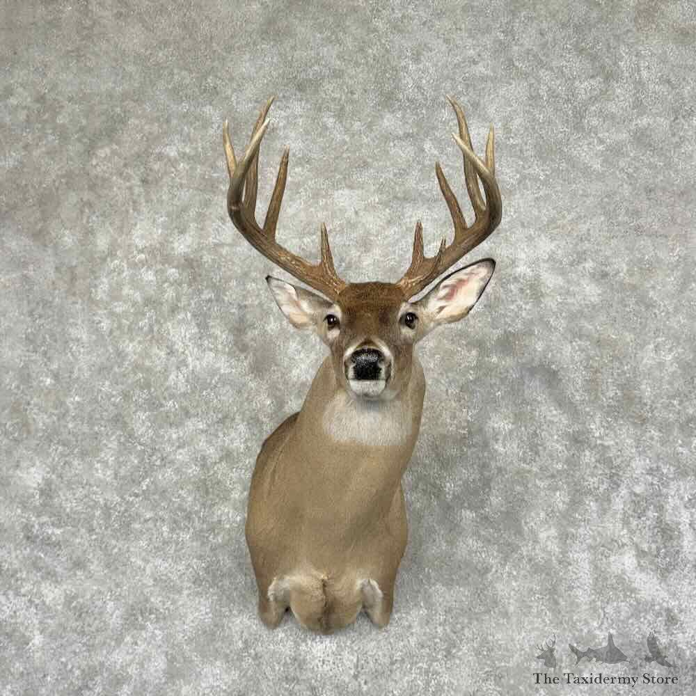 Whitetail Deer Shoulder Mount For Sale #32078 @ The Taxidermy Store