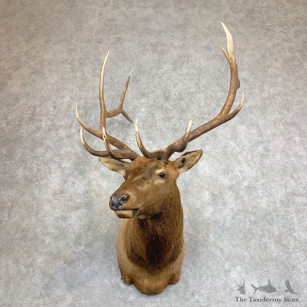 Rocky Mountain Elk Shoulder Mount For Sale #21950 @ The Taxidermy Store