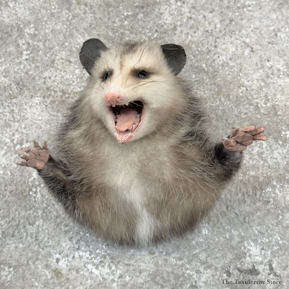 Opossum 1/2 Life-Size Mount For Sale #29932 @ The Taxidermy Store