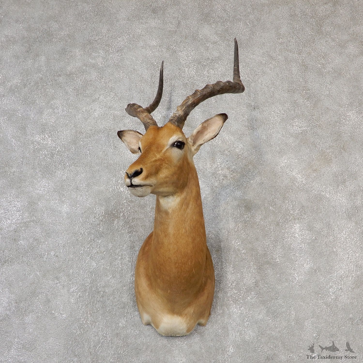 African Impala Shoulder Mount #19104 For Sale @ The Taxidermy Store
