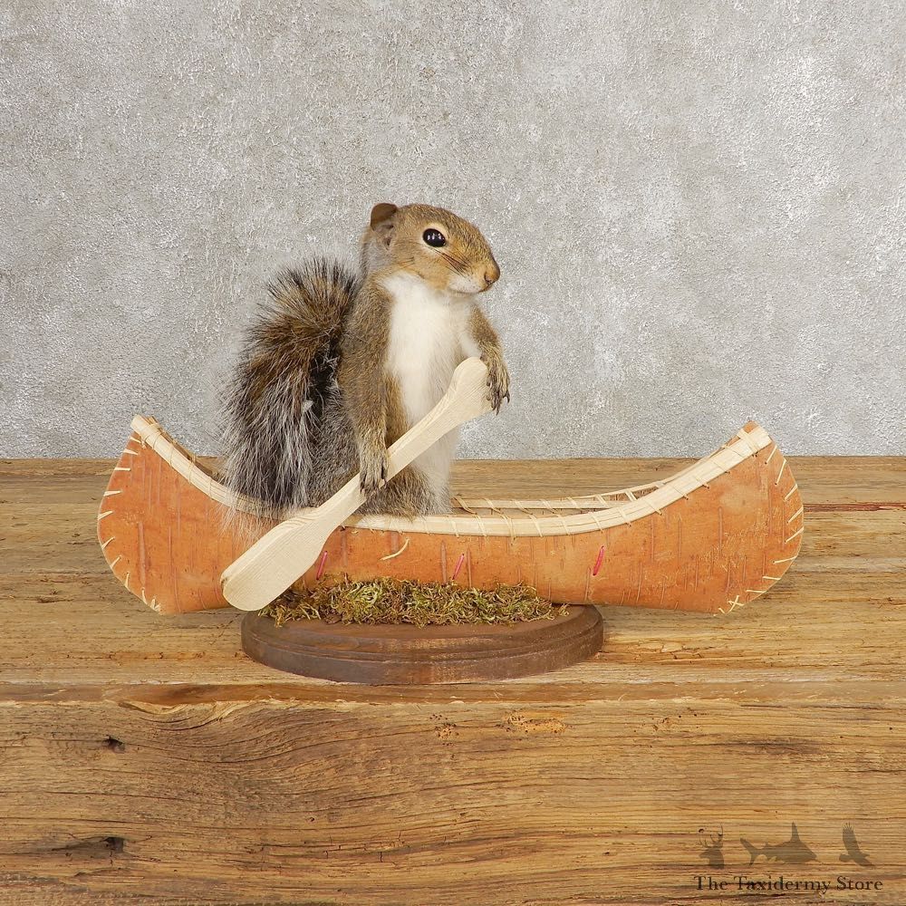 Canoe Grey Squirrel Novelty Mount For Sale #21013 @ The Taxidermy Store