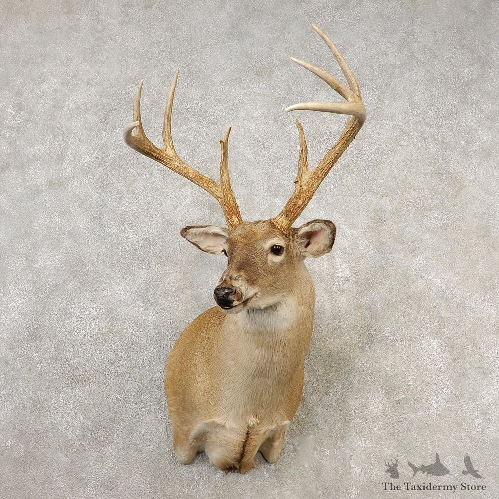 Whitetail Deer Taxidermy Shoulder Mount For Sale #21659 @ The Taxidermy Store