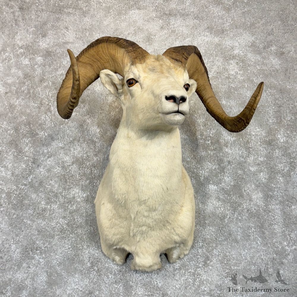Dall Sheep Shoulder Mount For Sale #29859 @ The Taxidermy Store