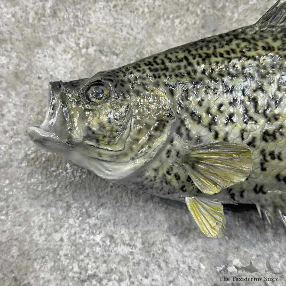 Black Crappie Fish Mount For Sale #30773 @ The Taxidermy Store