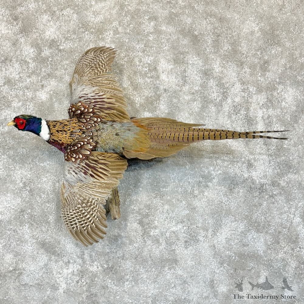 Ringneck Pheasant Bird Mount For Sale #29145 @ The Taxidermy Store