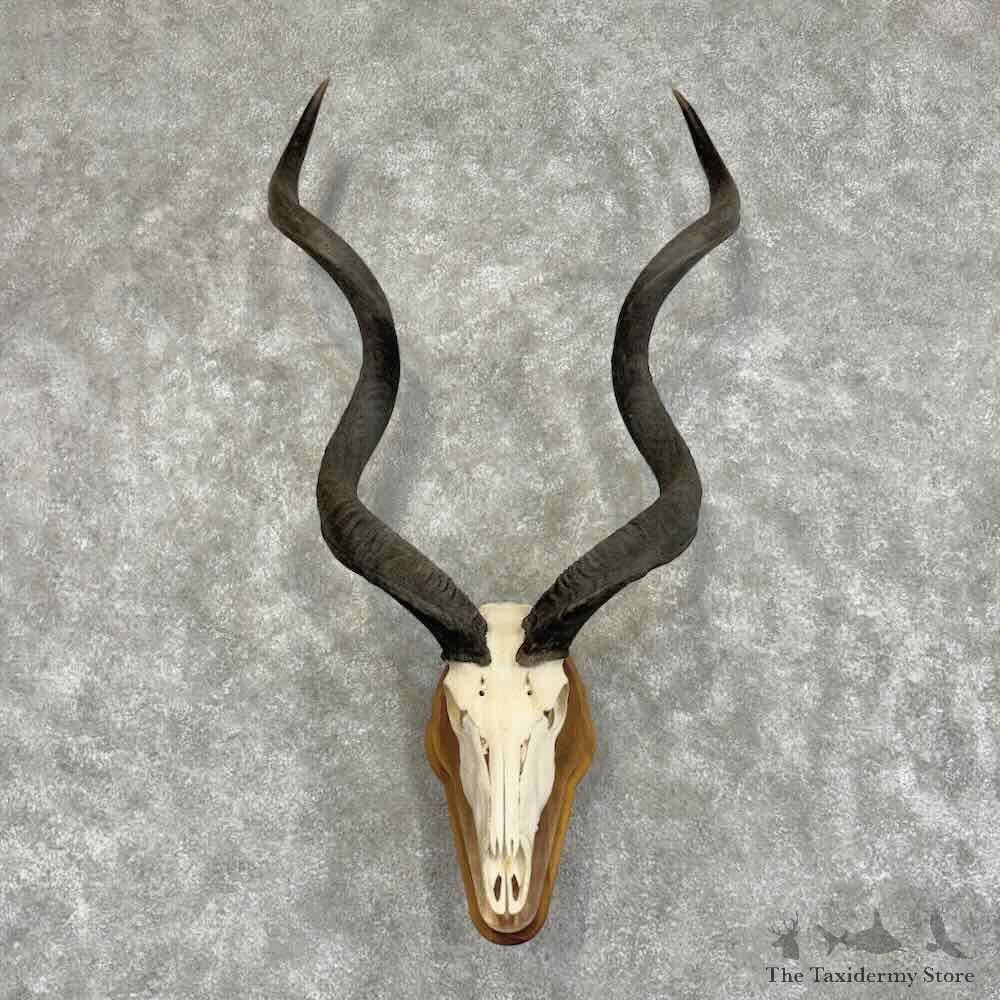 Greater Kudu Skull Horns European Mount For Sale #32068 @ The Taxidermy Store