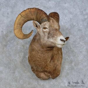 Bighorn Sheep Shoulder Mount For Sale #15010 @ The Taxidermy Store