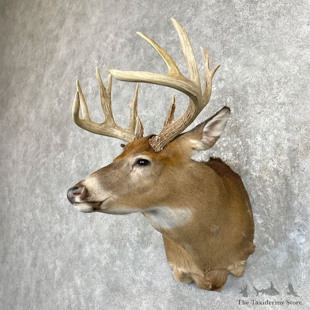 Whitetail Deer Shoulder Mount For Sale #26934 @ The Taxidermy Store