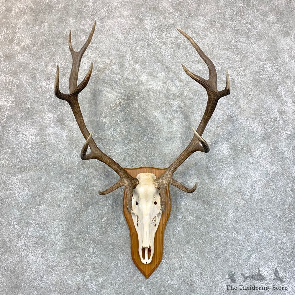 Red Deer Stag Skull European Mount For Sale #23555 @ The Taxidermy Store