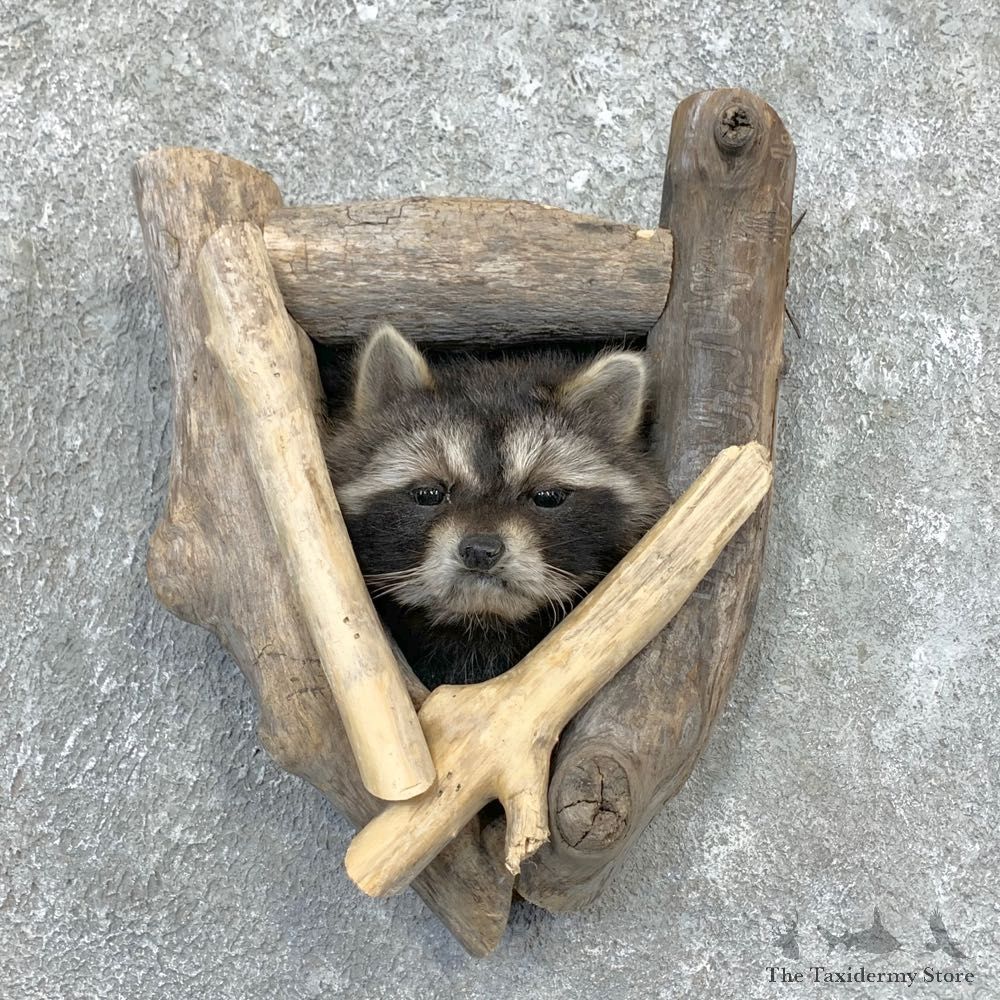 Raccoon Shoulder Mount For Sale #23367 @ The Taxidermy Store