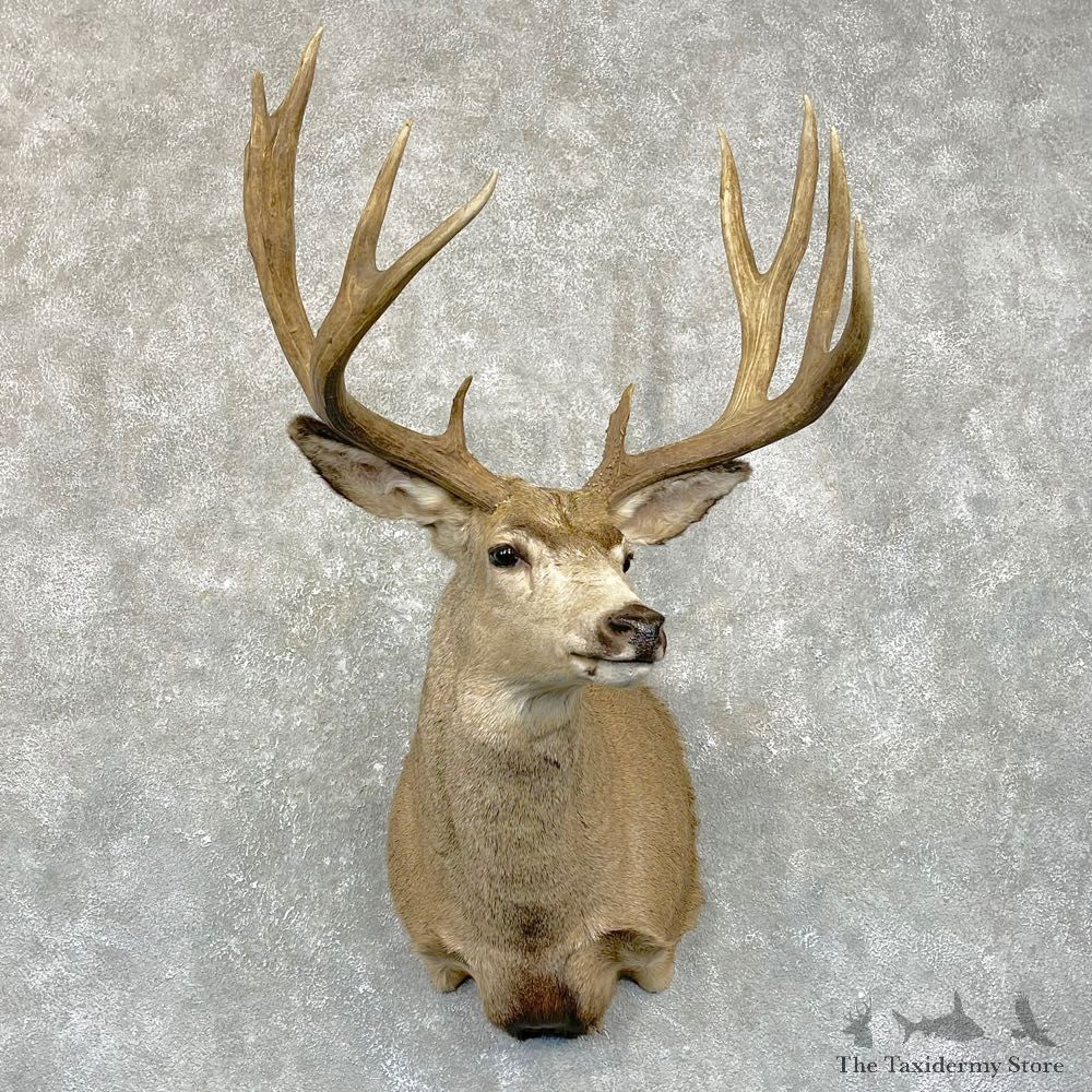 Mule Deer Shoulder Mount For Sale #24939 @ The Taxidermy Store