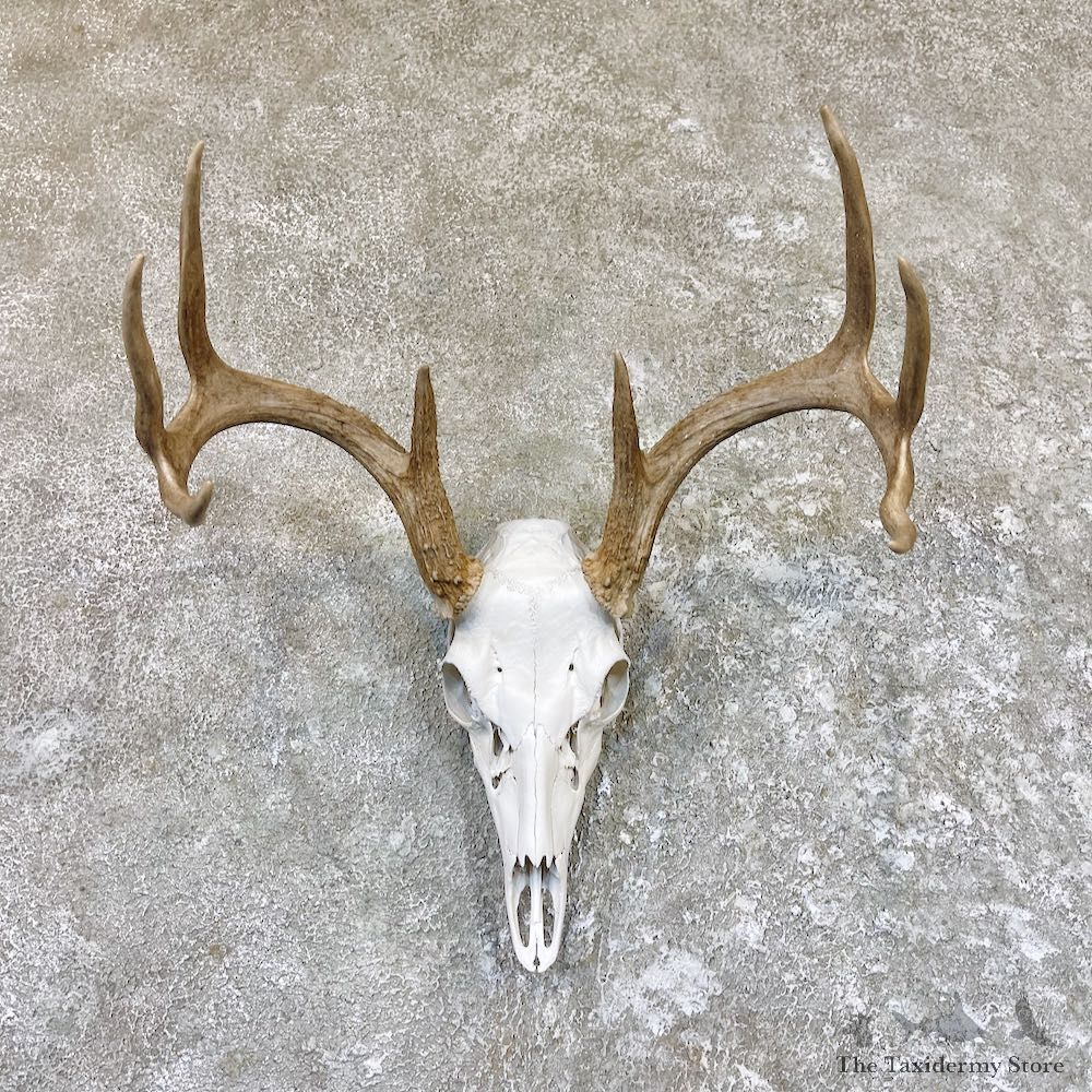 Whitetail Deer Skull Antler Taxidermy Mount For Sale #26615 @ The Taxidermy Store