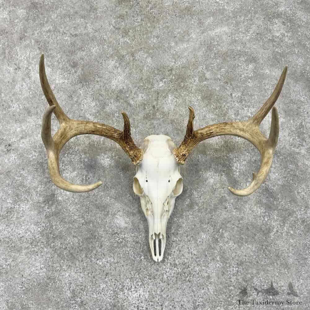 Whitetail Deer Skull European Mount For Sale #31667 @ The Taxidermy Store