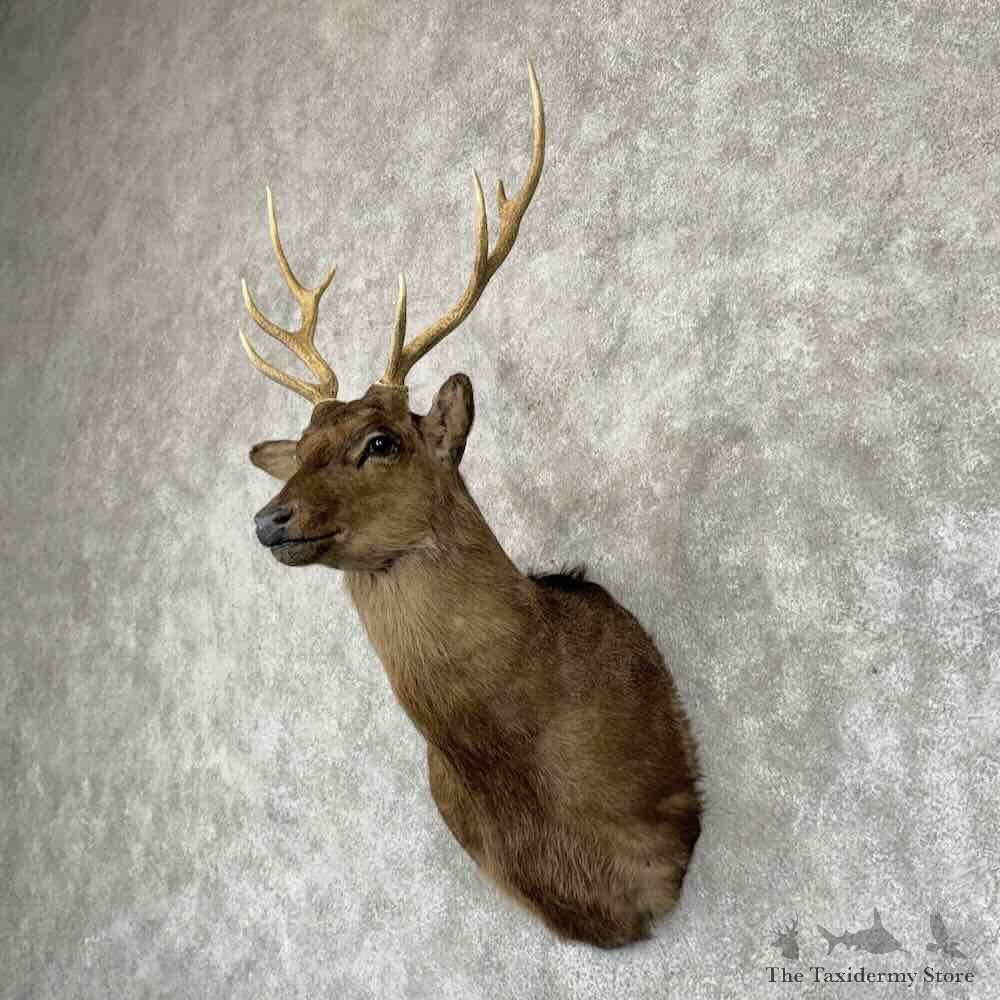 Sika Deer Shoulder Mount For Sale #31547 @ The Taxidermy Store