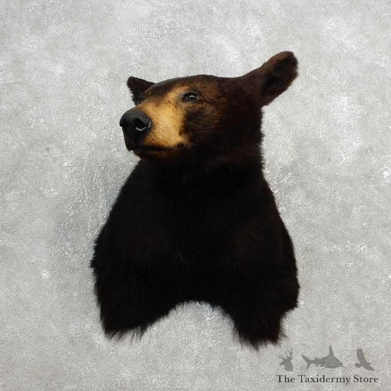 Black Bear Shoulder Taxidermy Head Mount For Sale #17750 @ The Taxidermy Store