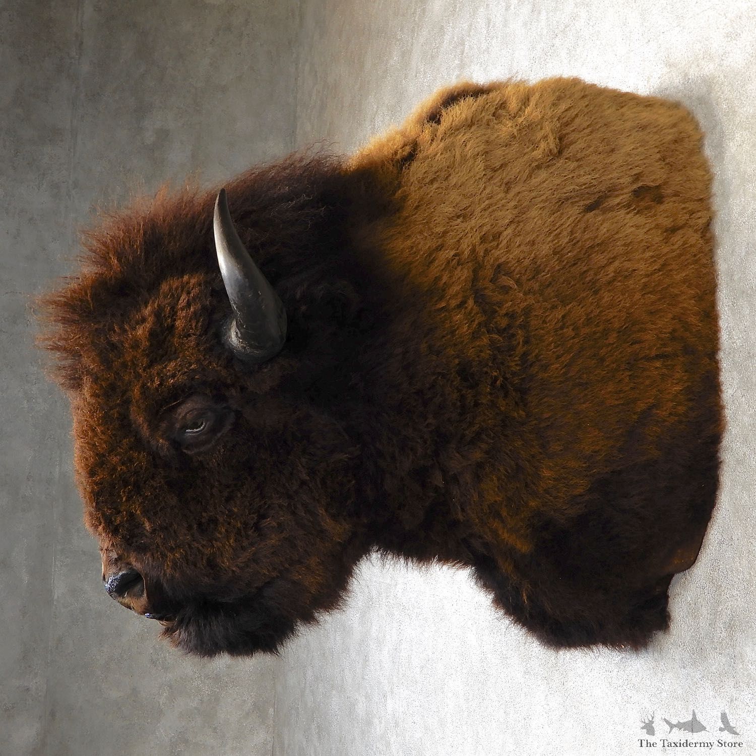 American Buffalo Shoulder Mount For Sale #19294 @ The Taxidermy Store