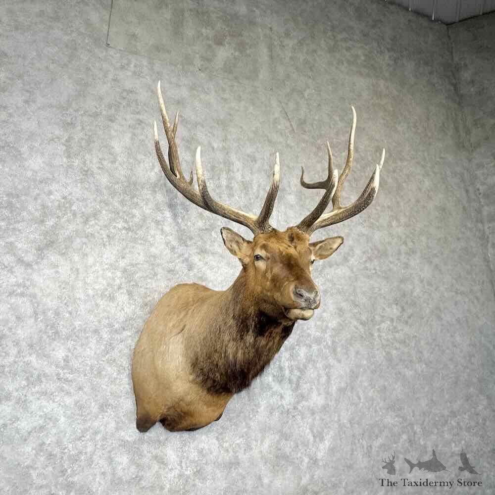 Rocky Mountain Elk Shoulder Mount For Sale #30365 @ The Taxidermy Store