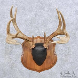 Whitetail Deer Antler Mount For Sale #14299 @ The Taxidermy Store