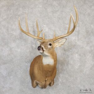 Whitetail Deer Shoulder Mount For Sale #20000 @ The Taxidermy Store