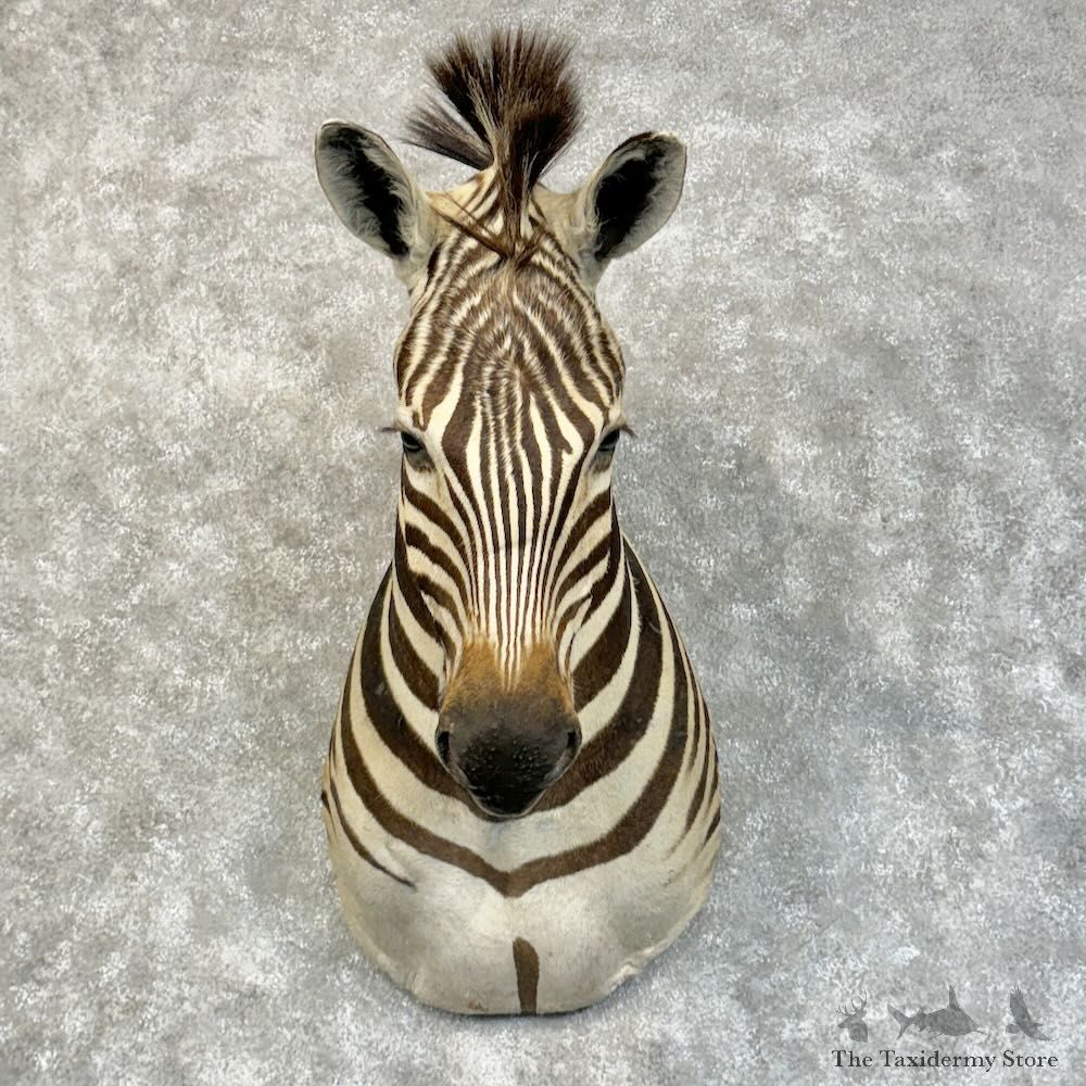 African Burchell's Zebra Shoulder Mount For Sale #28842 @ The Taxidermy Store