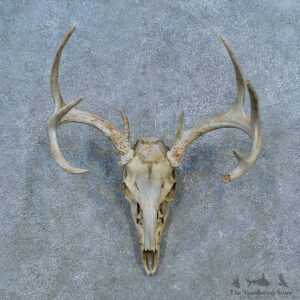 Whitetail Deer Skull Antler European Mount For Sale #15514 @ The Taxidermy Store