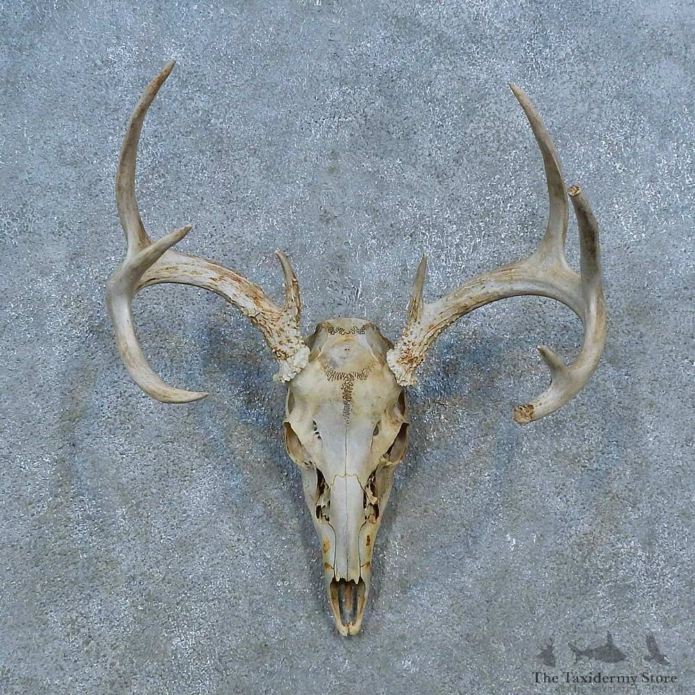 Whitetail Deer Skull Antler European Mount For Sale #15514 @ The Taxidermy Store