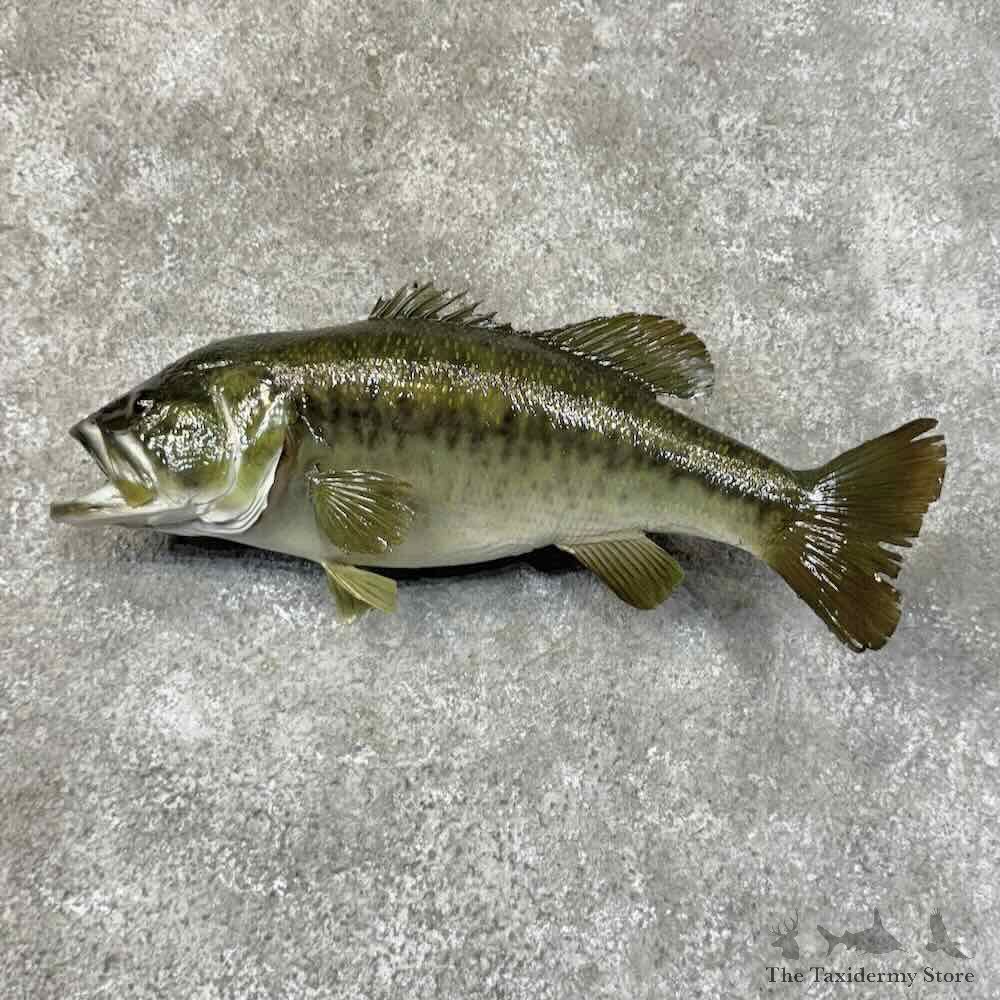 Largemouth Bass Fish Mount For Sale #31289 @ The Taxidermy Store