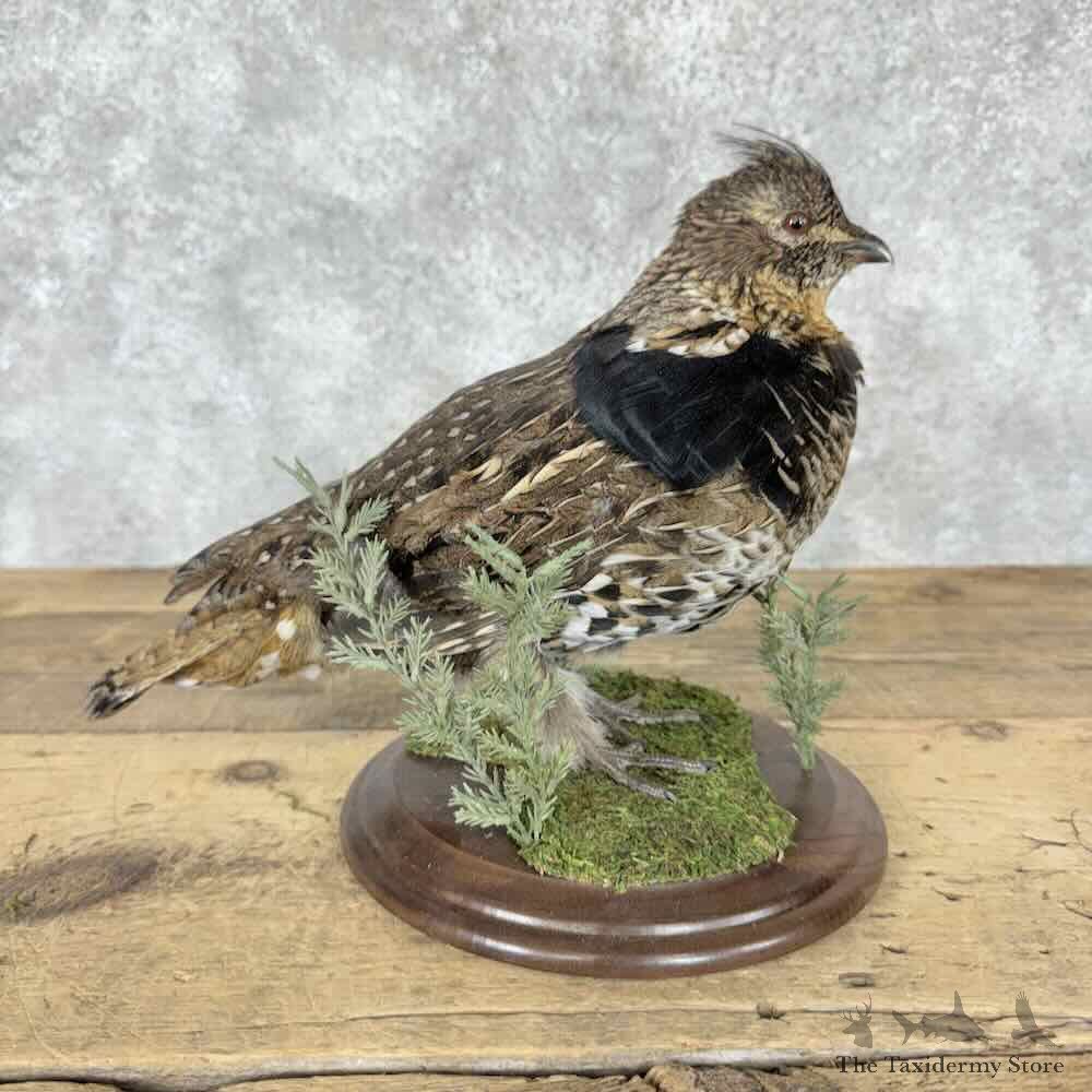 Ruffed Grouse Bird Mount For Sale #31815 @ The Taxidermy Store