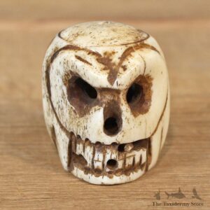 Authentic Native Ivory Carved Skull Figurine #12090 For Sale @ The Taxidermy Store