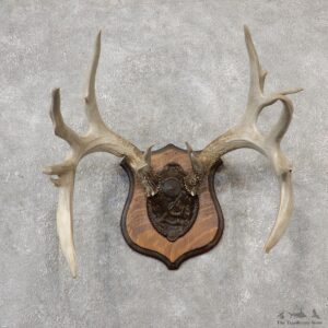 Whitetail Deer Antler Plaque Mount For Sale #19107 @ The Taxidermy Store