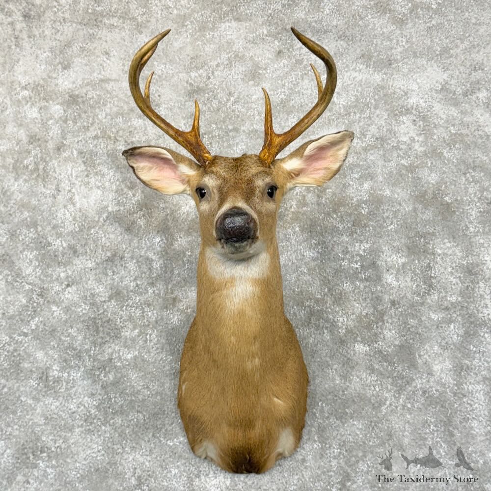 Whitetail Deer Shoulder Mount For Sale #29043 - The Taxidermy Store